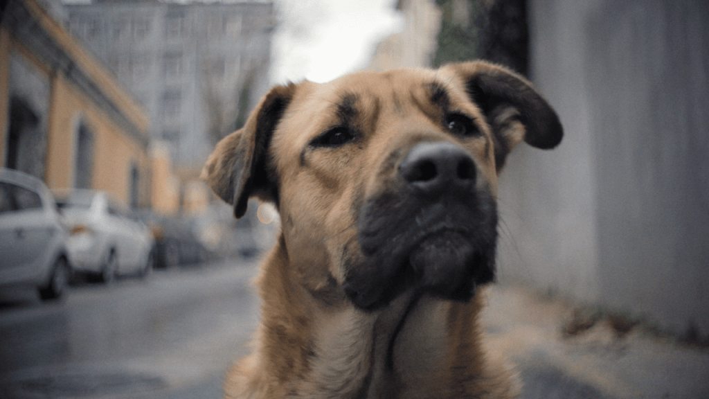 Stray Stray